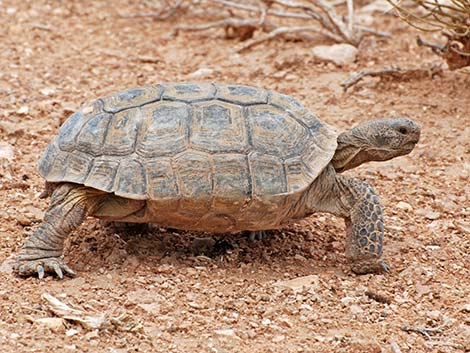 Desert Tortoise (Gopherus agassizii)