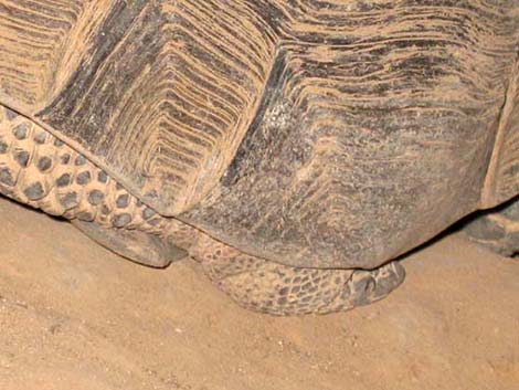 Desert Tortoise (Gopherus agassizii)