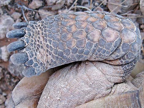 Desert Tortoise (Gopherus agassizii)