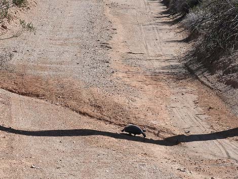 Desert Tortoise (Gopherus agassizii)