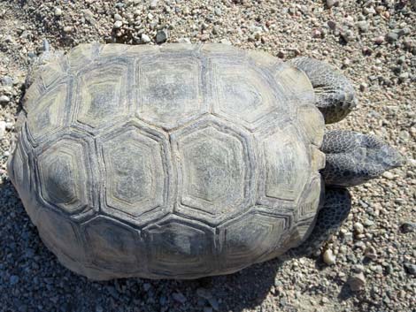 Desert Tortoise (Gopherus agassizii)