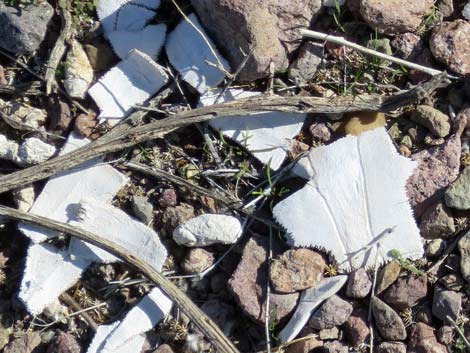 Desert Tortoise (Gopherus agassizii)