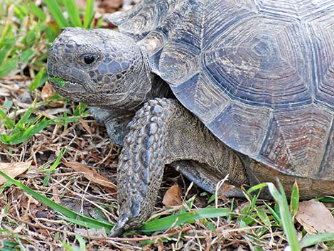 Gopher Tortoise (Gopherus polyphemus)