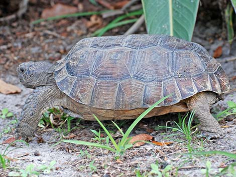 Gopher Tortoise (Gopherus polyphemus)