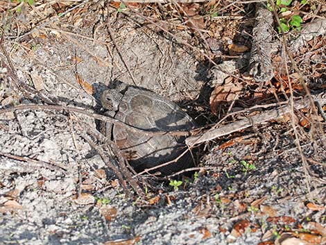 Gopher Tortoise (Gopherus polyphemus)