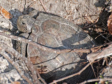 Gopher Tortoise (Gopherus polyphemus)