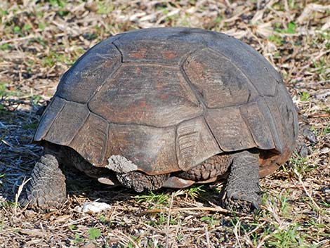 Gopher Tortoise (Gopherus polyphemus)