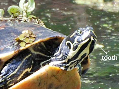 Florida Red-bellied Cooter (Pseudemys nelsoni)