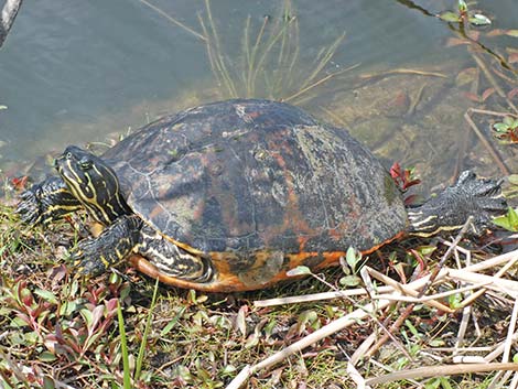 Florida Red-bellied Cooter (Pseudemys nelsoni)