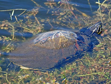 Florida Red-bellied Cooter (Pseudemys nelsoni)