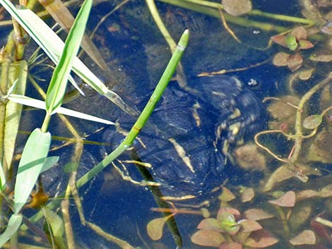 Florida Red-bellied Cooter (Pseudemys nelsoni)