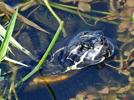 Florida Red-bellied Cooter (Pseudemys nelsoni)