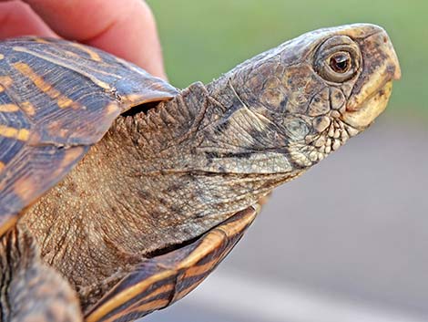 Desert Box Turtle (Terrapene ornata luteola)