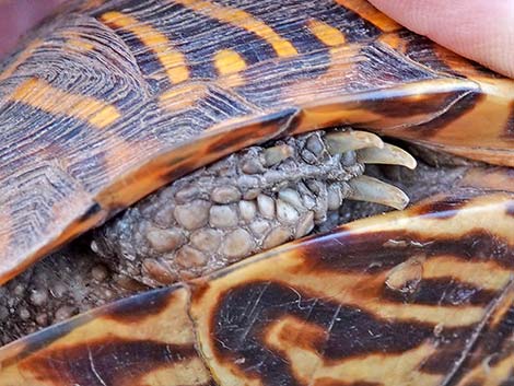 Desert Box Turtle (Terrapene ornata luteola)