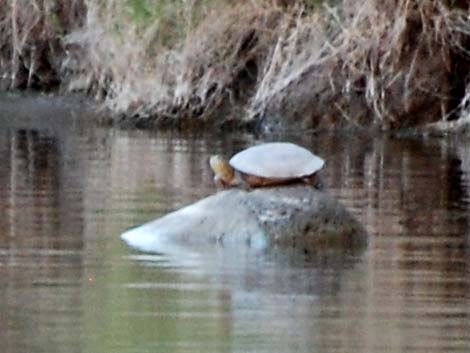 Big Bend Slider (Trachemys gaigeae)