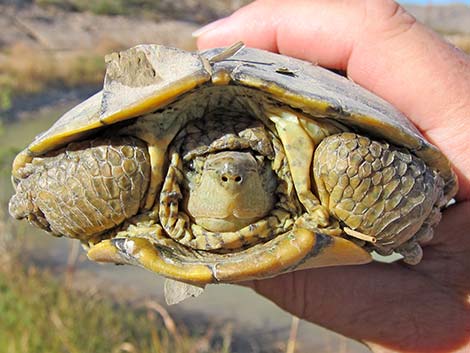 Big Bend Slider (Trachemys gaigeae)