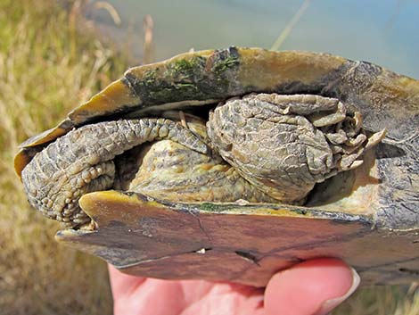 Big Bend Slider (Trachemys gaigeae)