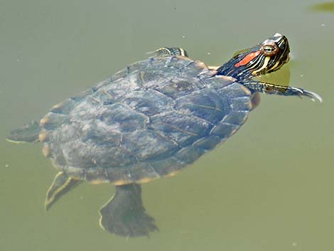 Red-eared Slider (Trachemys scripta elegans)