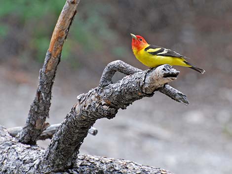 Western Tanager